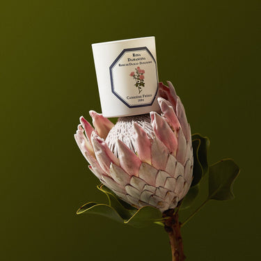 Rosa Damascena