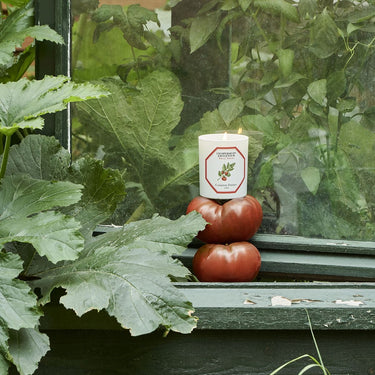 Tomate - Tomato