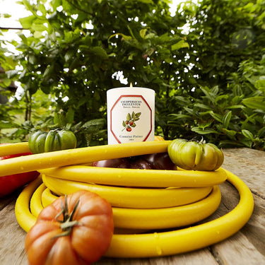 Tomate - Tomato